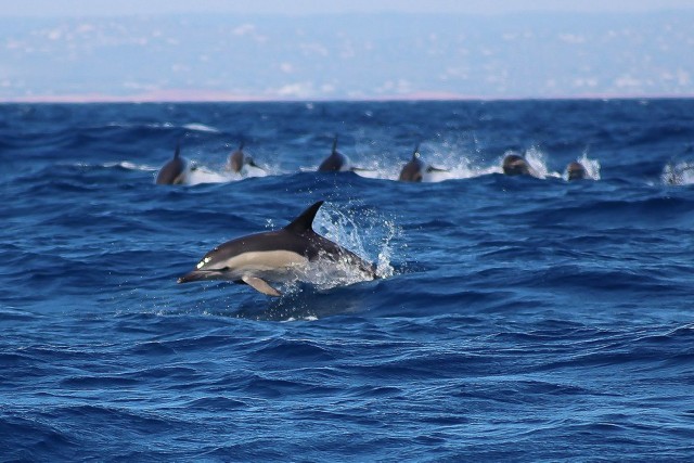 Visit Portimão:Dolphin Watching Tour with a Marine Biologist Guide in Albufeira