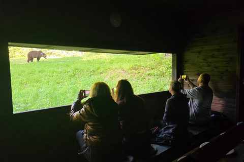 From Brasov: Brown Bear Watching Tour with Ranger Escort