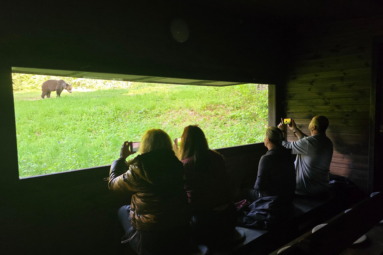 From Brasov: Brown Bear Watching Tour with Ranger Escort