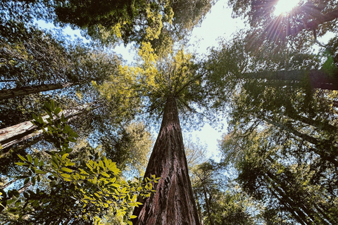 San Francisco: Muir Woods, Sausalito, & Battery Spencer Tour Tour W/Pick-up