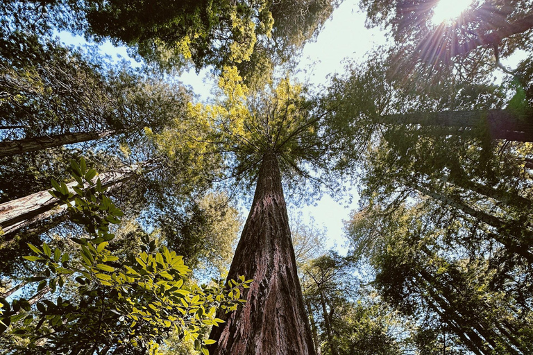 San Francisco: Muir Woods, Sausalito, & Battery Spencer Tour Tour W/Pick-up