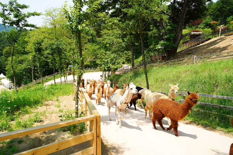 Gangwon-do: 10 HR Chartertour per auto