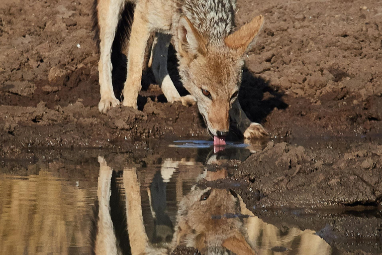 3-Day Tanzania Safari Great Migration Ndutu Area