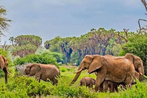 3 Days, 2 nights safari to Samburu National Reserve 3 Days private safari in a 4x4 Landcruiser jeep