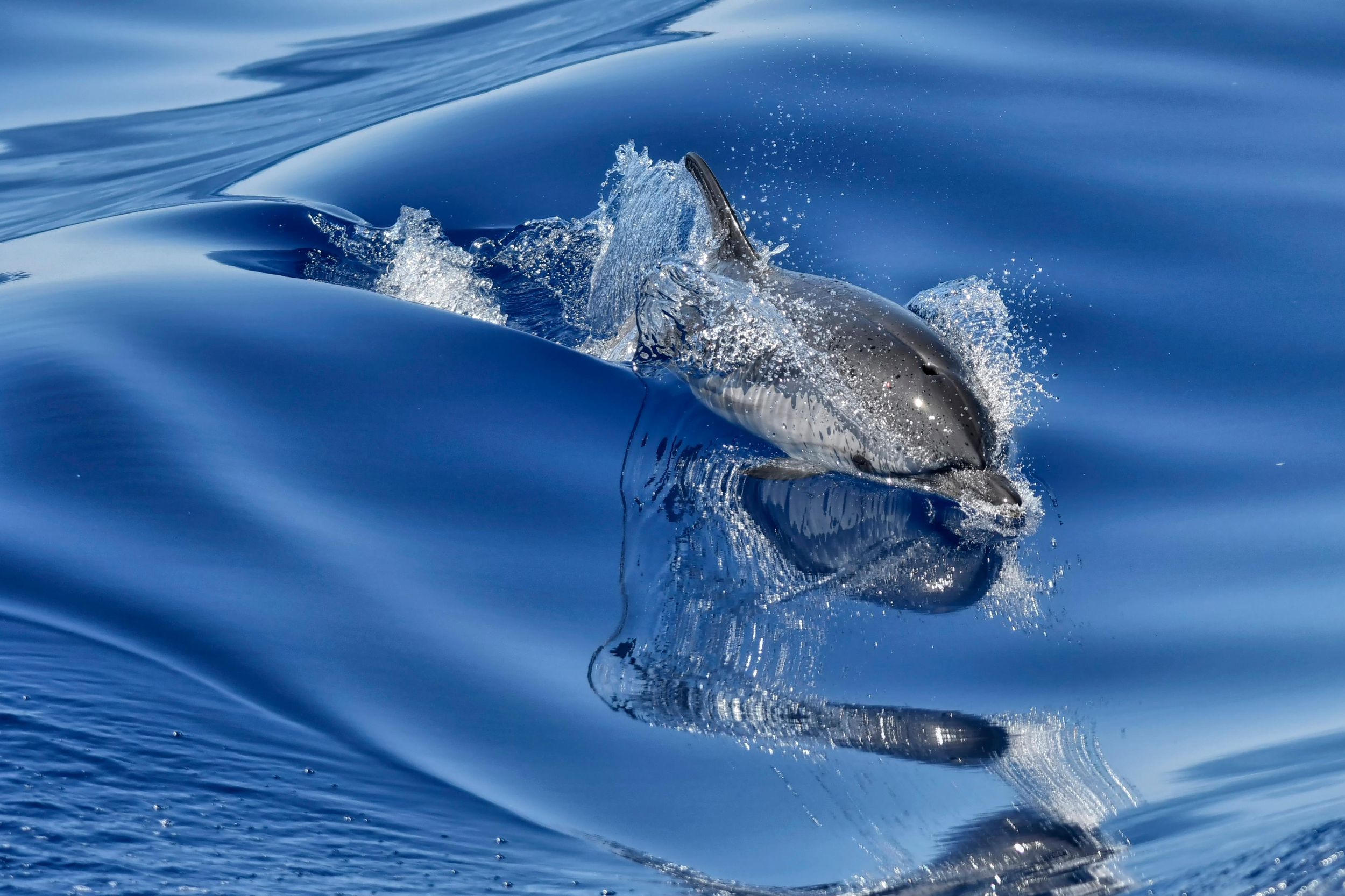 Savona: Exklusive Wildtierbootsfahrt im Pelagos-Schutzgebiet