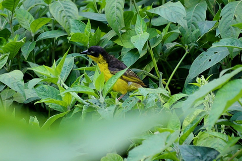 From Nairobi: Ondiri Wetland Guided Walking Tour