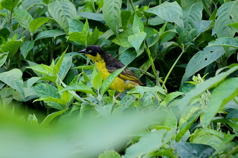 From Nairobi: Ondiri Wetland Guided Walking Tour