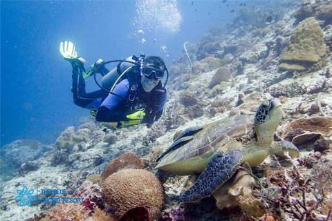 Moalboal : Scuba Diving Sardine Run and Turtle Chasing Scuba Diving: Sardine Run, Turtle Chasing &Pescador Island