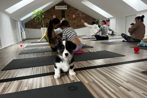 Yoga pour chiots à Riga