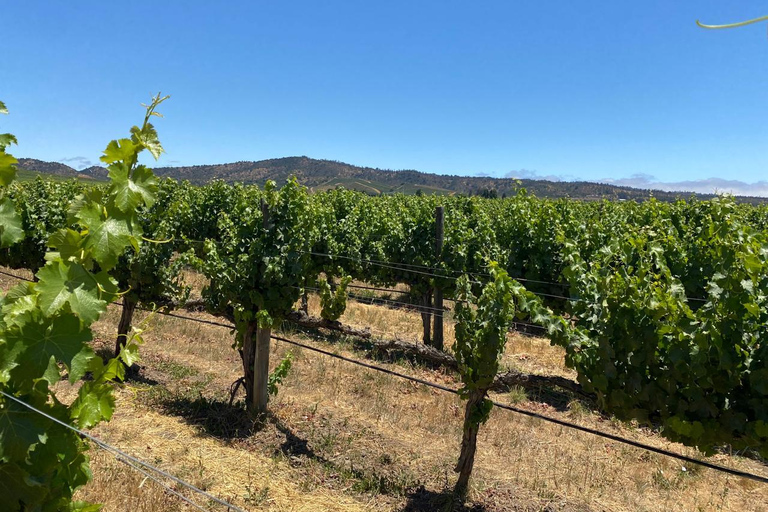 Valparaíso: Casablanca Valley Tour and Wine Tasting