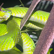 Labuan Bajo: Night Herping Tour with Guide