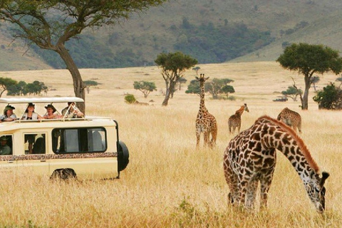 4 Tage Tansania Mid-Range Lodge Safari