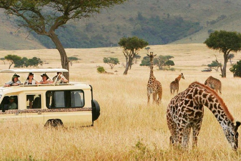 4 Tage Tansania Mid-Range Lodge Safari