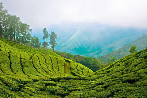 Excursão nocturna à estação de montanha de Munnar com a beleza de Kerala