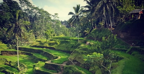 Ubud Top tour in a day