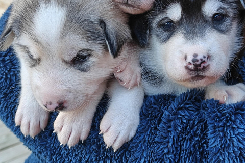 Abisko: Husky Hike in Abisko Valley with Alaskan Huskies