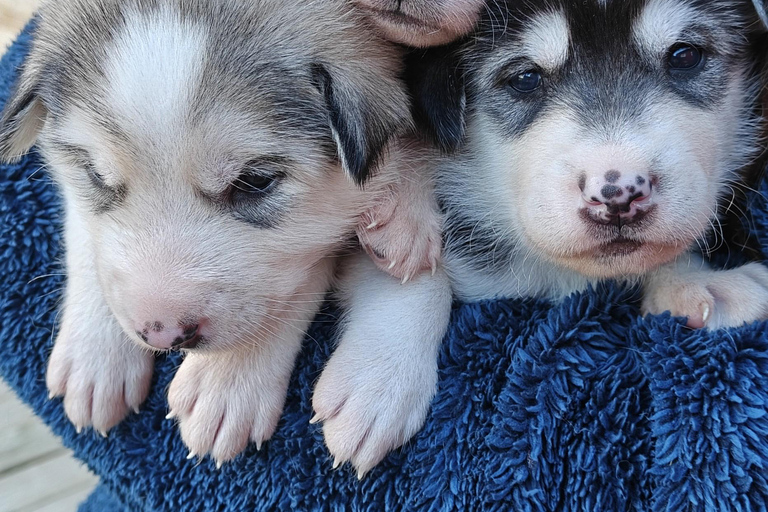 Abisko: Husky Hike in Abisko Valley with Alaskan Huskies