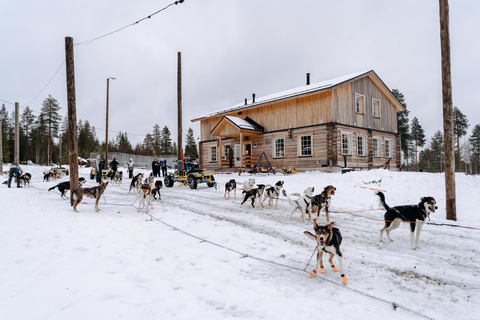 Running with the Pack, 5km Husky Ride and a Kennel Tour