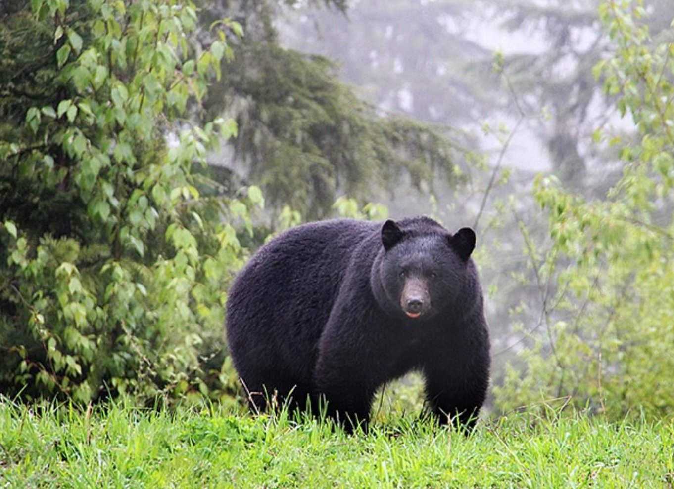 Whistler: Morgen med bjørnene Land Rover naturskøn udflugt