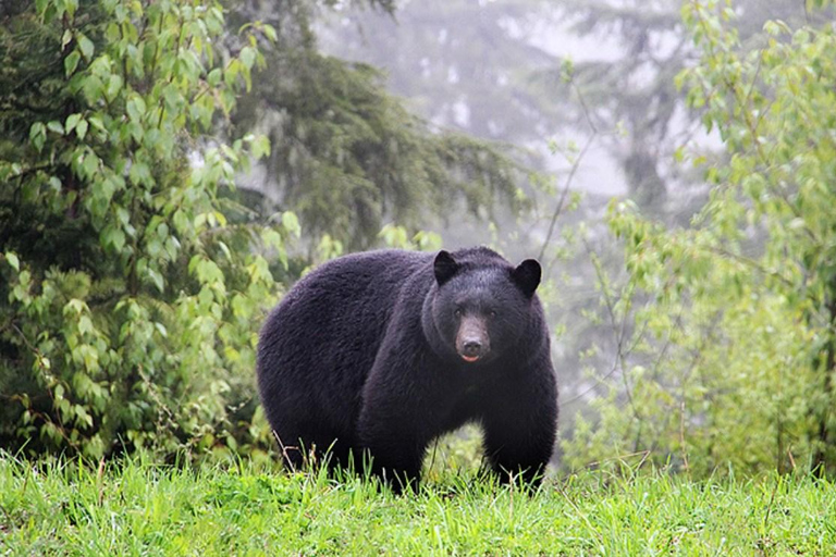 Whistler: Morning with the Bears Land Rover Scenic Tour