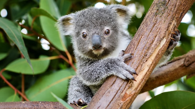 Sydney: Admission ticket to the Australian Reptile Park
