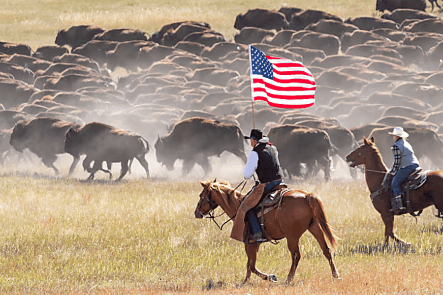 Von Rapid City aus: Custer State Park Buffalo Roundup Tour. Foto: GetYourGuide