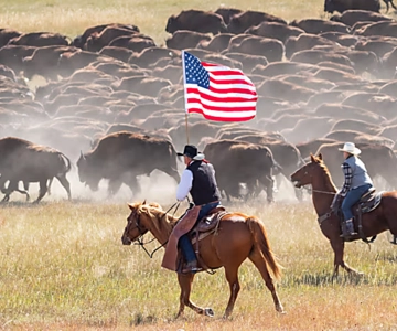 From Rapid City: Custer State Park Buffalo Roundup Tour