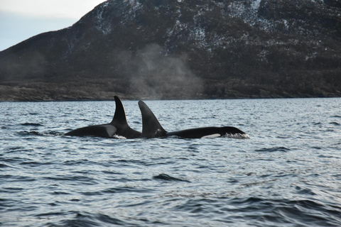 From Tromsø/Skjervøy: Whale Safari by RIB Boat From Skjervøy: Whale Safari by RIB Boat (No transfer)