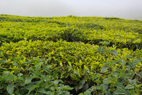 Depuis Kochi : Circuit de 2 jours à Munnar et Madurai avec transferts