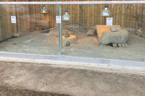 Gyeonggi: Alpaca & Sheep Ranch Admission Ticket in Gapyeong