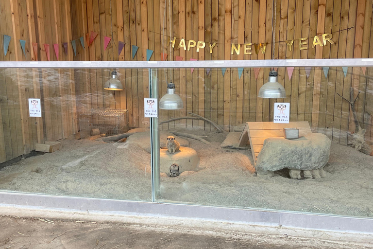 Gyeonggi: Alpaca & Sheep Ranch Admission Ticket in Gapyeong