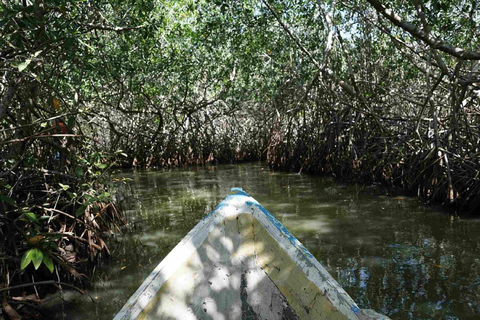 Cartagena Mangrove Tour