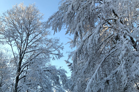 Swiss Highlights: Guided Zürich, Lucerne, Basel & Bern tour