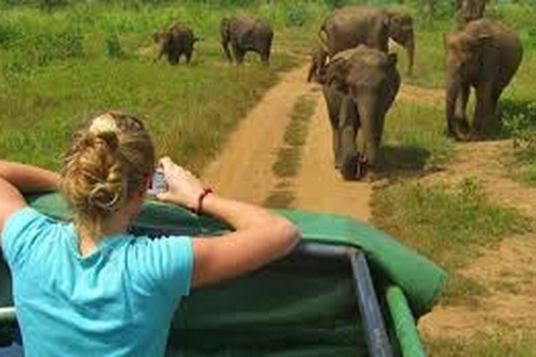 Vanuit Udawalawe :-Nationaal Park spannende halve dag safari