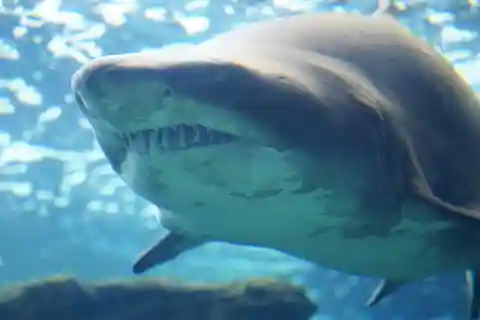 Cretaquarium-tur