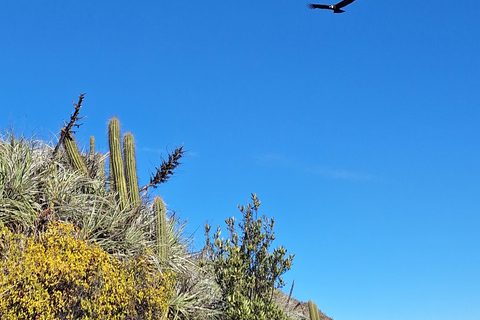 Andes Day Hike from Santiago: Summit Alto del Naranjo