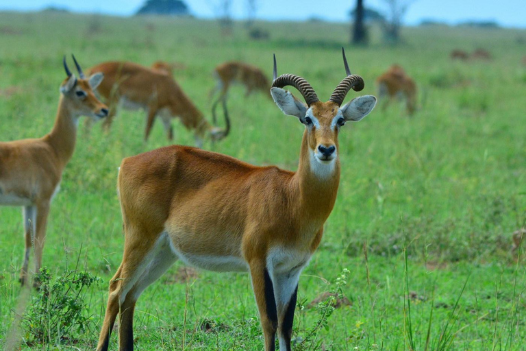 恩德培/坎帕拉：3日莫西森瀑布之旅与犀牛追踪
