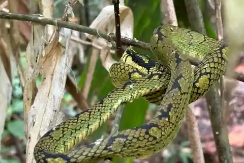 Colombo/Cmb/ Sinharaja Rainforest Day Trip with Lunch