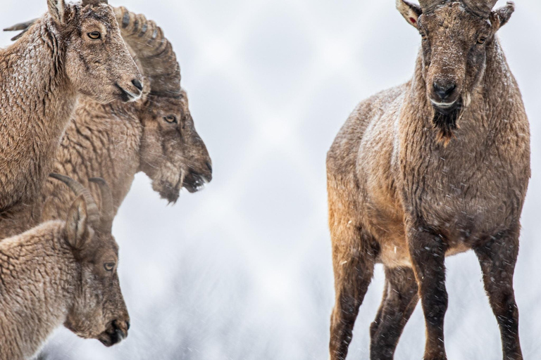 Toronto: Toronto Zoo Entry Ticket