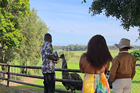 Cape Town: Ostrich Ranch Safari with Hotel Transfer