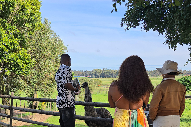 Cape Town: Ostrich Ranch Safari with Hotel Transfer