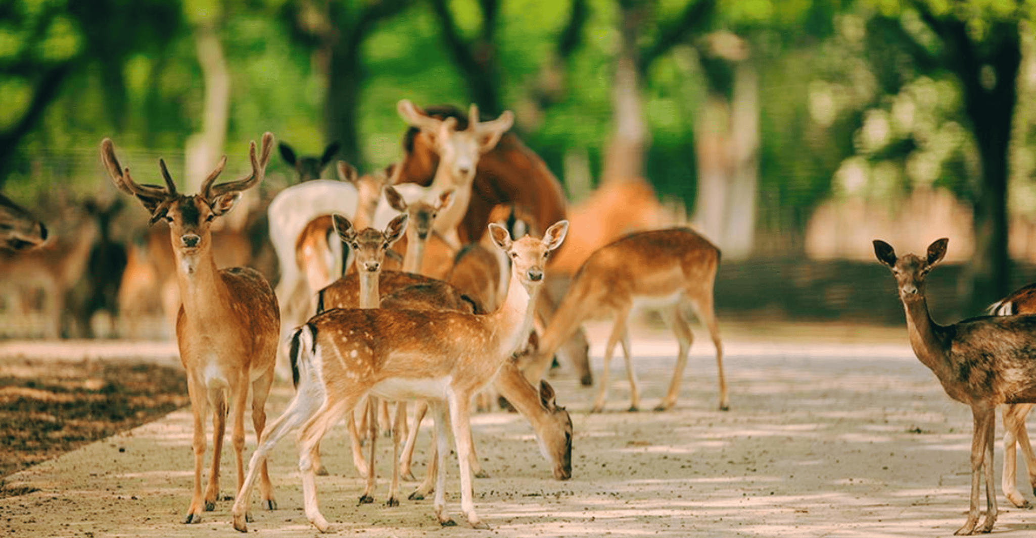 Shanghai: Wild Animal Park Ticket photo 10