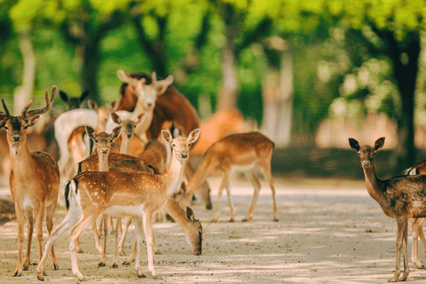 Shanghai: Biglietto per il parco degli animali selvatici