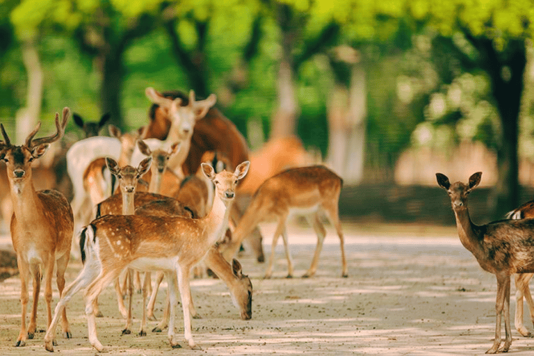 Shanghai : Billet pour le parc des animaux sauvages