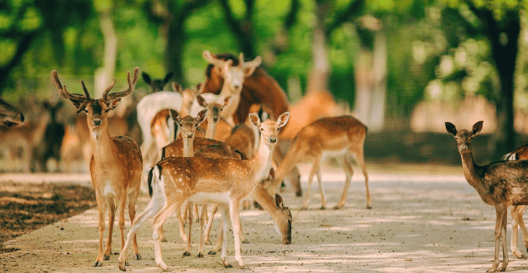 Shanghai: Wild Animal Park Ticket photo 10