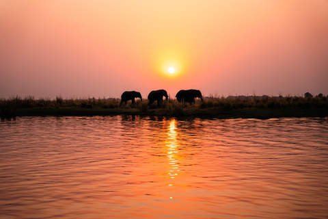 From Victoria Falls: 3 hour Chobe River Sunset Cruise