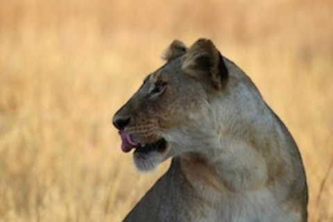 Safari de 4 jours à Tarangire, Manyara, Ngorongoro et Materuni