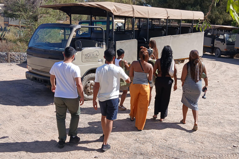 Cape Town: Aquila Game Reserve Safari with Buffet & Pickup