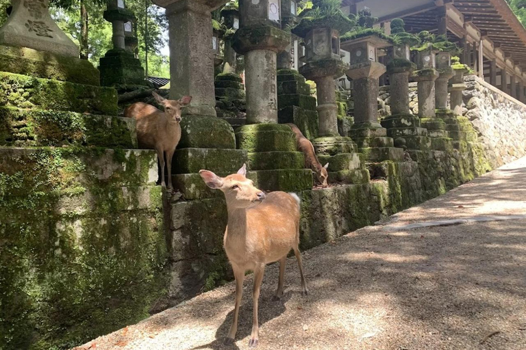 From Osaka: Nara 6 World Heritage Sites Day Tour with Guide