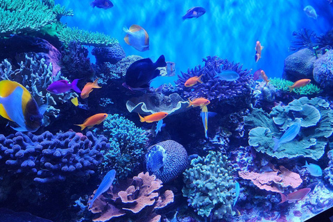 Tour privato Monterey, Acquario, 17 miglia di strada, Carmel